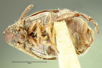 Media type: image;   Entomology 8201 Aspect: habitus ventral view